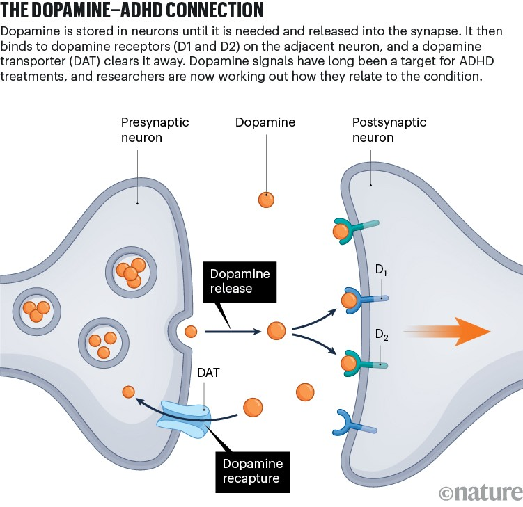 Illustration of dopamine and dopamine receptors showing the connection between ADHD and dopamine.